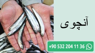 آنچوی