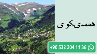 همسیکوی